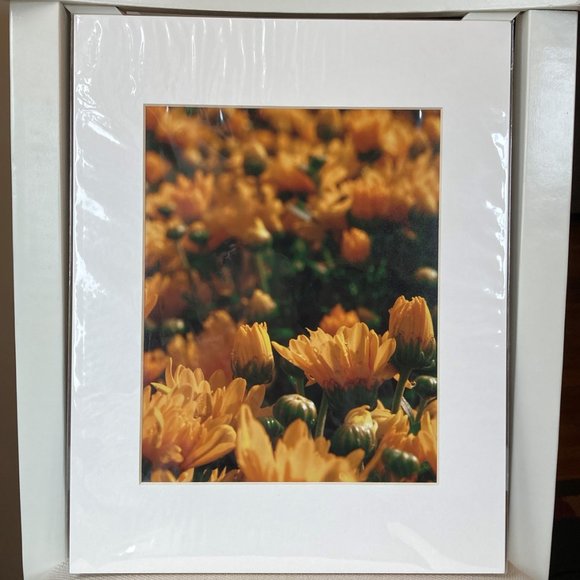 Marigold: 8x10 Limited Edition Kd Reinhold Photography Print - Picture 2 of 2